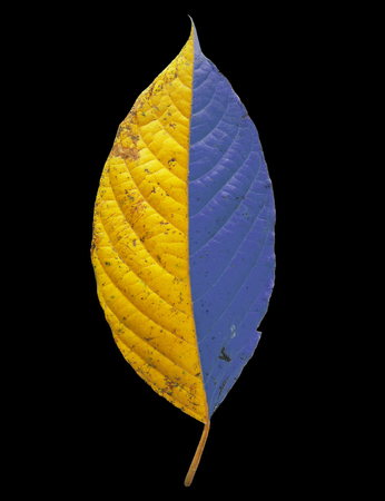 Colorfull leaf on isolatedの写真素材
