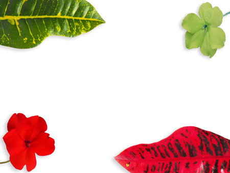Colorful leaf on white  isolatedの写真素材