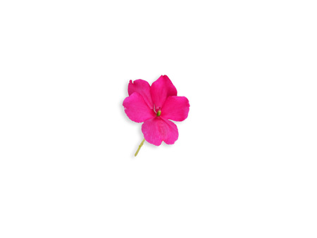 Colorful leaf and flower on white  isolatedの写真素材