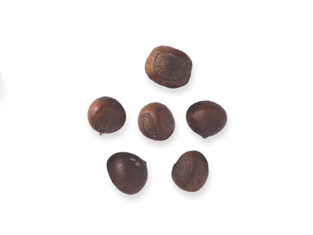 This is a chestnut  isolatedの写真素材