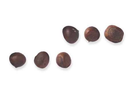 This is a chestnut  isolatedの写真素材