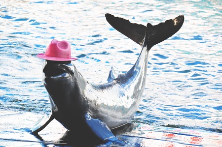 This is dolphin show in  Thailandの写真素材