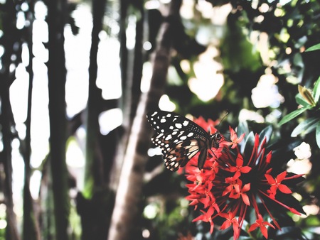 There are butterfly on  ixoraの写真素材