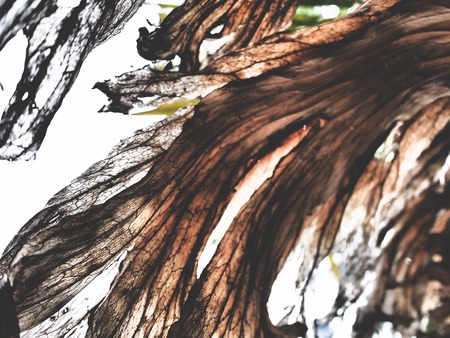 This is a platycerium in the jungleの写真素材