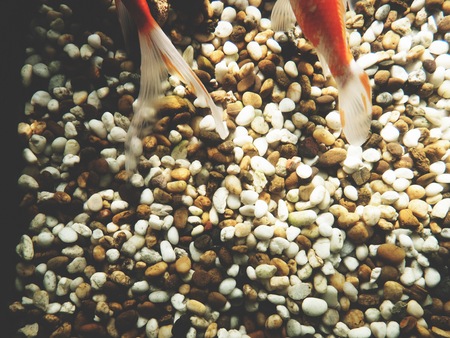 This is gold fish in the tank,  Top viewの写真素材