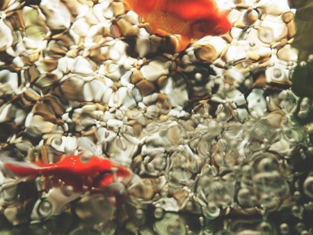 This is gold fish in the tank,  Top viewの写真素材