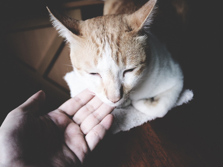 This is a cat on the wooden  tableの写真素材