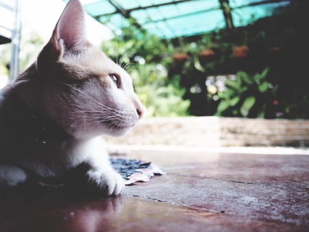 This is a white -  brown catの写真素材