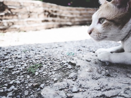 This is a white -  brown catの写真素材