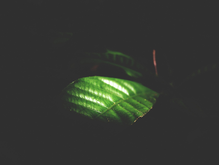 This is green leaves on black background, soft toneの写真素材