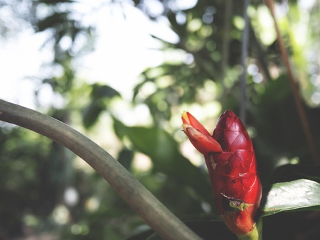 This is a unique red  flowersの写真素材