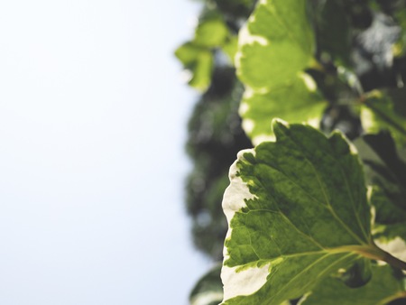 This is green leaves on white background, soft toneの写真素材