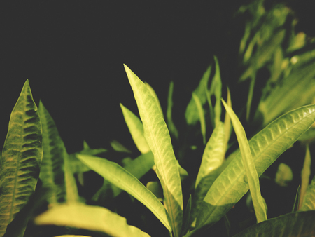 This is green leaves on black background,  soft toneの写真素材