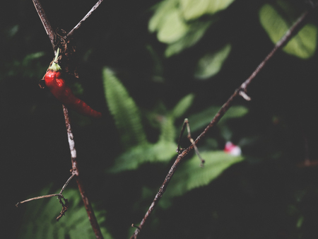 This is red chili on black background,  soft toneの写真素材
