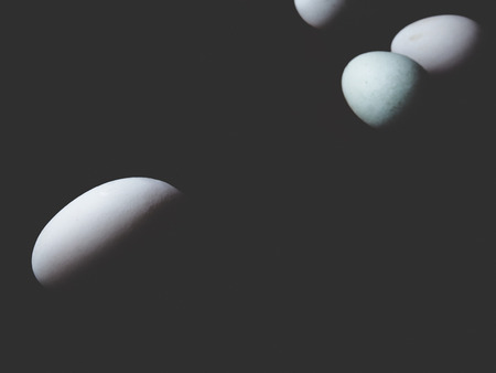 This is duck egg in black background,  soft toneの写真素材