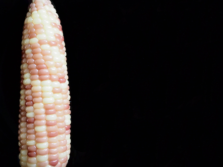 This is two tone maize on black  background