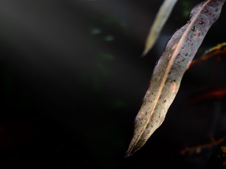The image of light shining on the leaf with drops of water, selective focus, black background