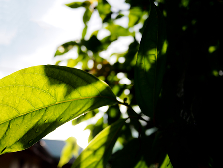 The picture of light shines on the green leaf, selective focus, black background