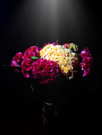 The image light shining on pink and yellow cockcomb flower on black background. selective focusの写真素材