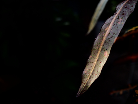 The image of light shining on the leaf with drops of water, selective focus, black backgroundの写真素材