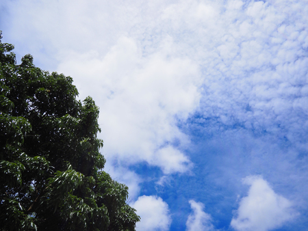 Tree on the blue sky background.の写真素材