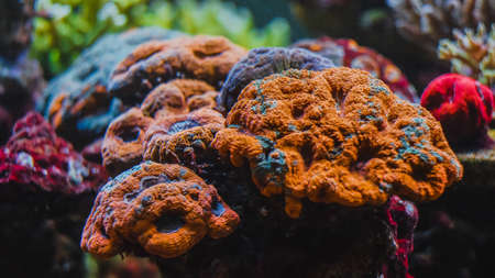Underwater orange coral reef on aquarium tankの写真素材
