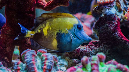 Beautiful colorful underwater coral reef and sea life on aquarium tankの写真素材