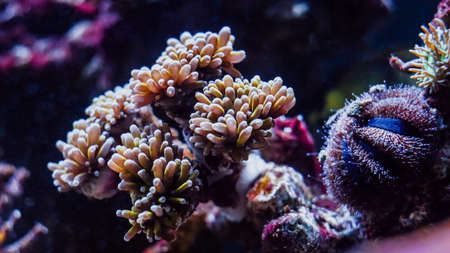 Beautiful colorful underwater coral reef and sea life on aquarium tankの写真素材