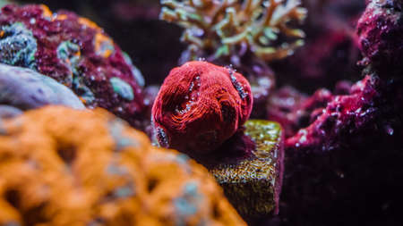 Beautiful colorful underwater coral reef and sea life on aquarium tank