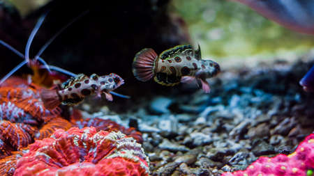 Underwater colorful coral reef and sea life on aquarium tankの写真素材