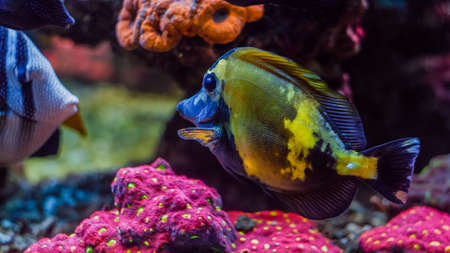 Underwater colorful coral reef and sea life on aquarium tankの写真素材