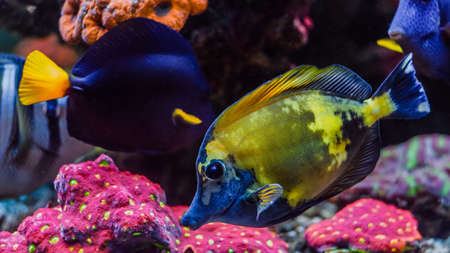 Underwater colorful coral reef and sea life on aquarium tankの写真素材