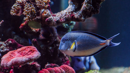 Beautiful colorful underwater coral reef and sea life on aquarium tankの写真素材