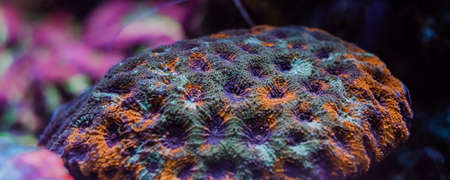 Underwater colorful coral reef and sea life on aquarium tankの写真素材