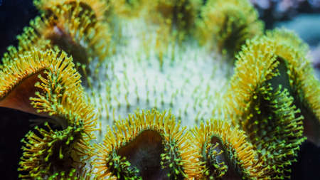 Underwater colorful coral reef and sea life on aquarium tank