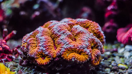 Underwater colorful coral reef and sea life on aquarium tankの写真素材