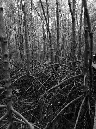 Beautiful, Rhizophora, mangroves trees in mangroves forest/intertidal forest. Black and white tone. Grey scale toneの写真素材
