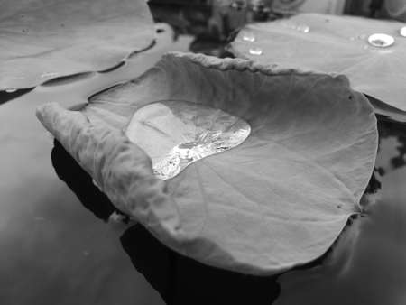 Drops of water on a lotus leaf in black and white tone.の写真素材
