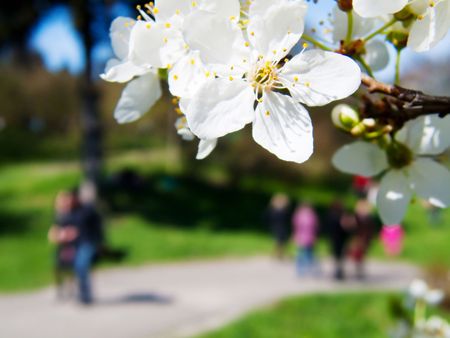 Spring blossom in town parkの写真素材