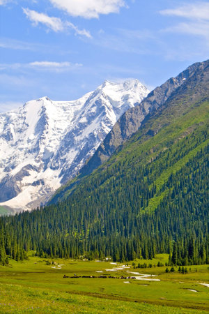 Mountain landscape with a snowy peak and herd of cowsの写真素材