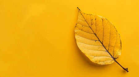 Autumn leaf on yellow background with copy space. Flat lay.の素材