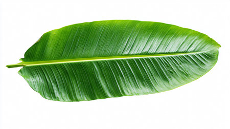 Vibrant Green Banana Leaf on White Background for Design Projectsの素材