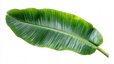 Vibrant Green Banana Leaf on White Background for Design Projectsの素材