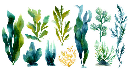 Vibrant Watercolor Algae and Seaweed Set Underwaterの素材