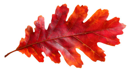 Vibrant Red Autumn Oak Leaf Isolated on White Backgroundの素材