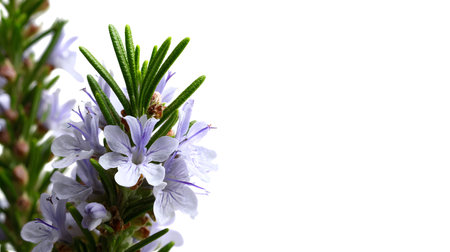 Close Up Beautiful Rosemary Flower Isolated on White Backgroundの素材