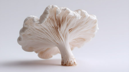 Crisp White Mushroom on Clean White Backgroundの素材