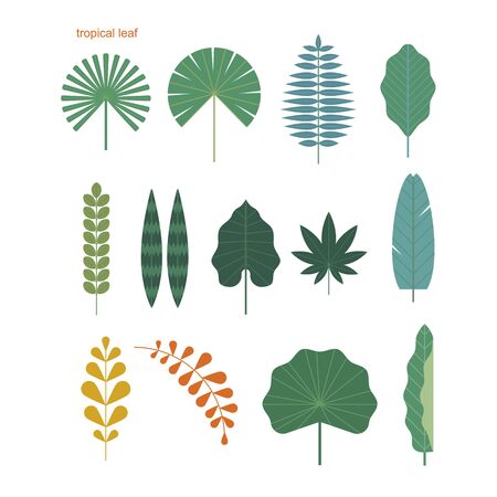 Set of various tropical leaves. flat design style minimal vector illustration.のイラスト素材