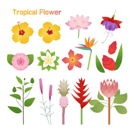 Tropical flower single set design. flat design style minimal vector illustration.のイラスト素材