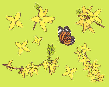 Forsythia and butterfly.のイラスト素材